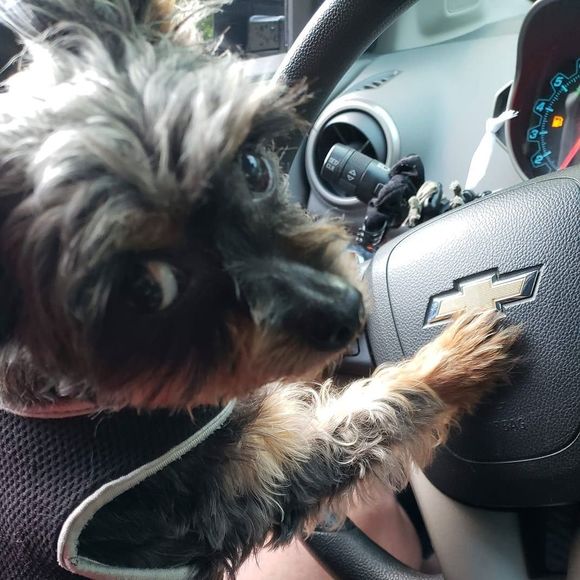 Meet your Posher, Tandra - Picture 1 of 1